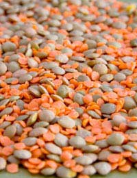 Lentils Protein Flavour Preparation Soak